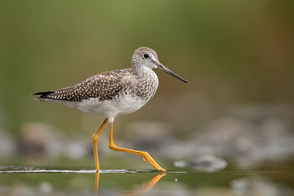 2018_YellowLegs_Aug_6_1024.png