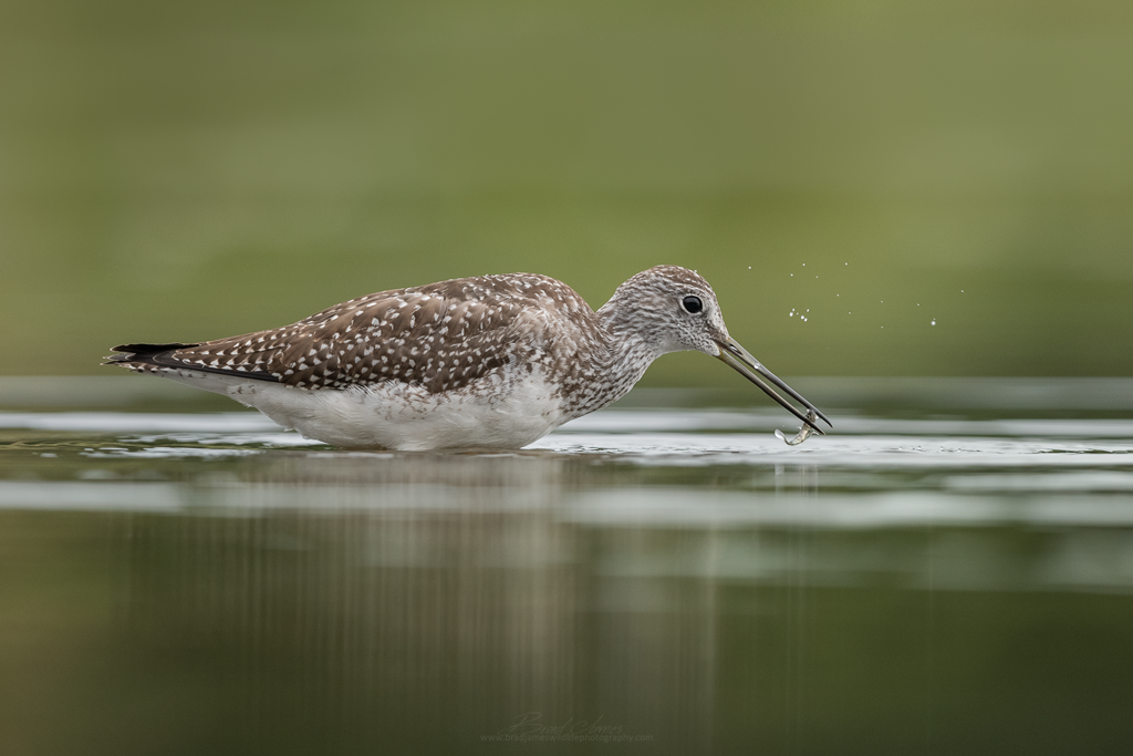2018_YellowLegs_Aug_7.png