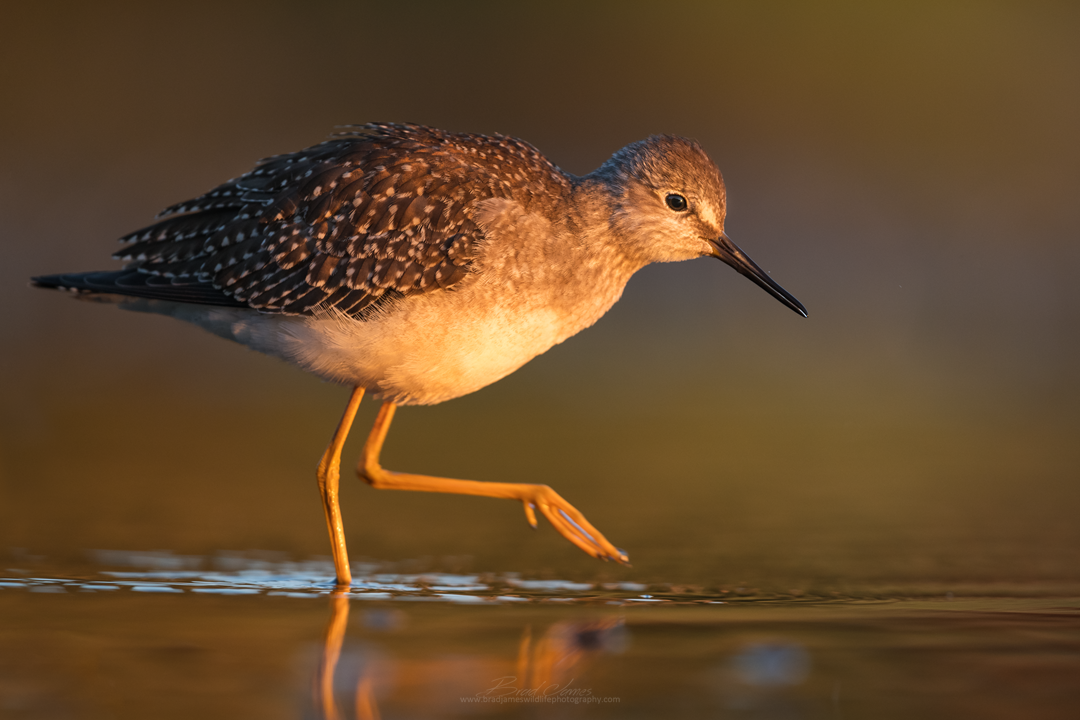 2018_LesserYellowLegs_Aug_2.png