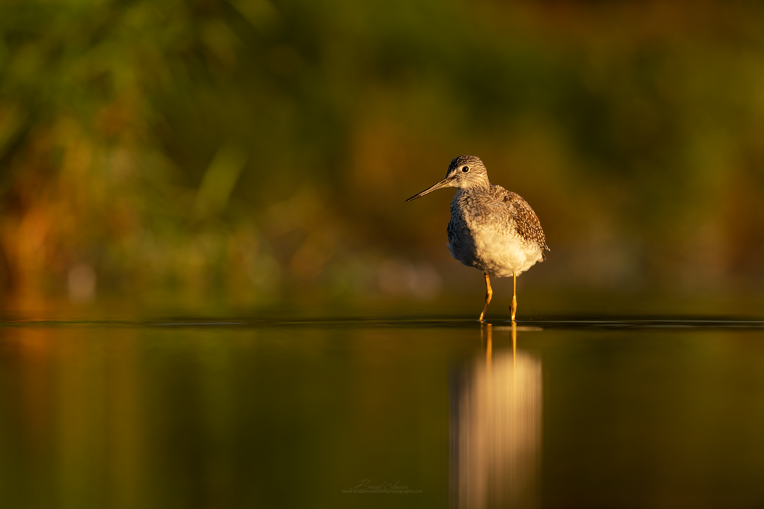 2018_YellowLegs_Aug_9.png