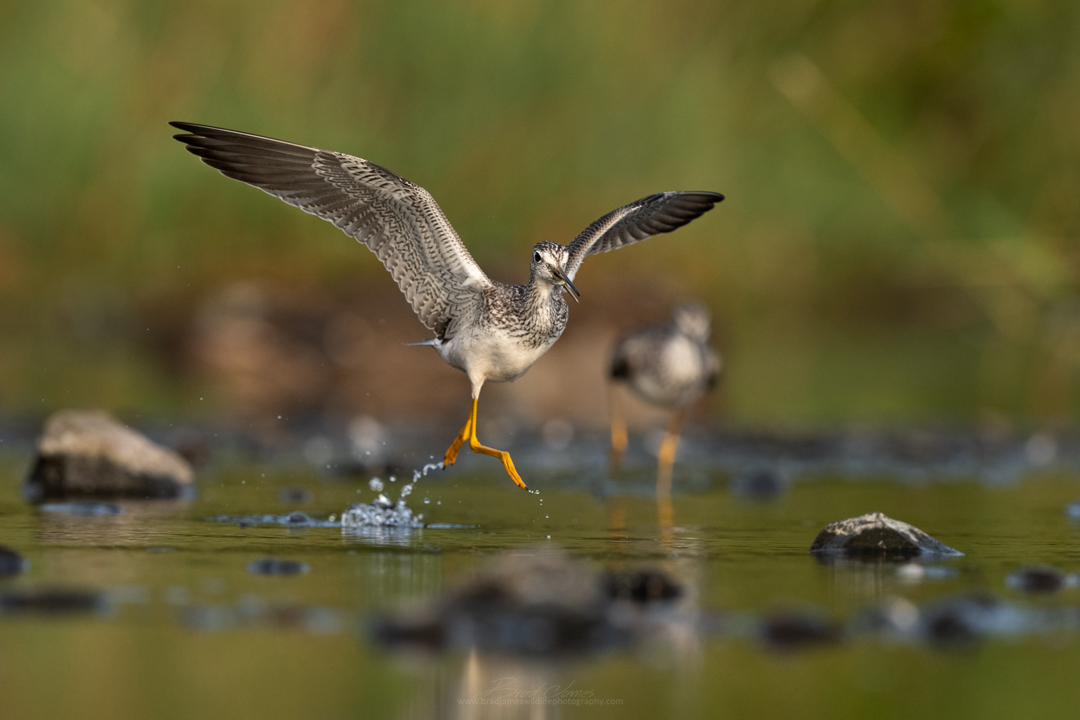 2018_YellowLegs_Aug_10.png