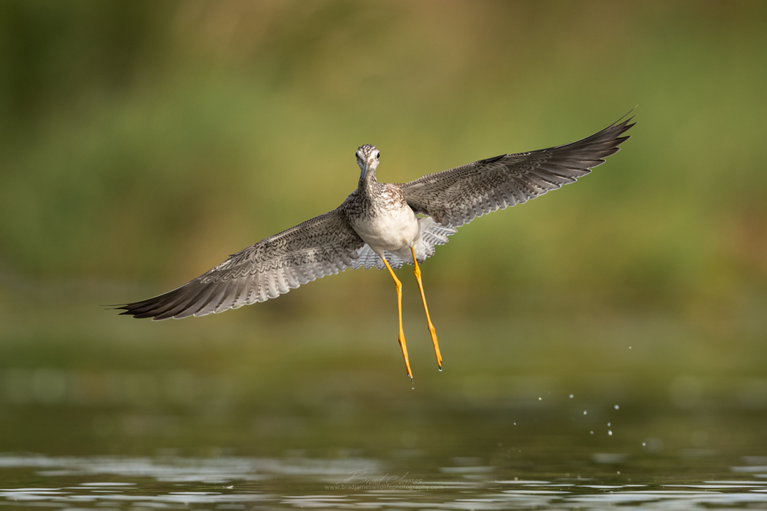 2018_YellowLegs_Aug_12.png