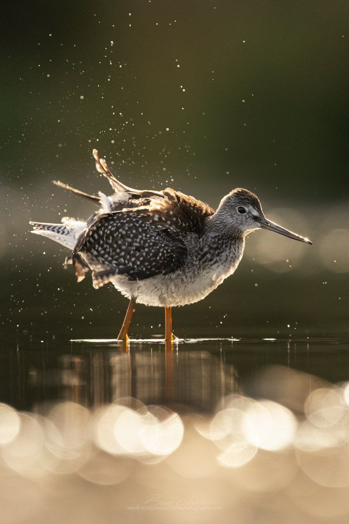 2018_YellowLegs_Aug_14.png