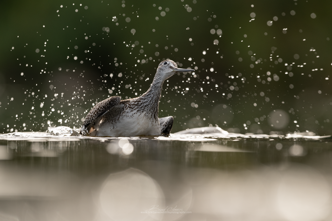 2018_YellowLegs_Aug_15.png