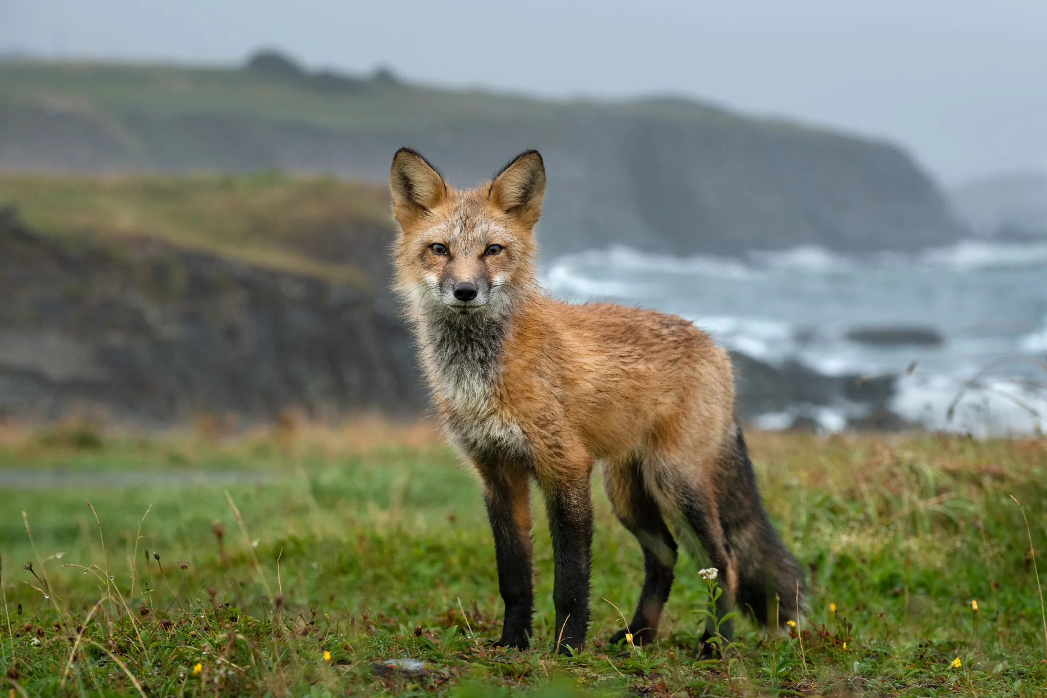 2018_Fox_Aug_1_Web.jpg