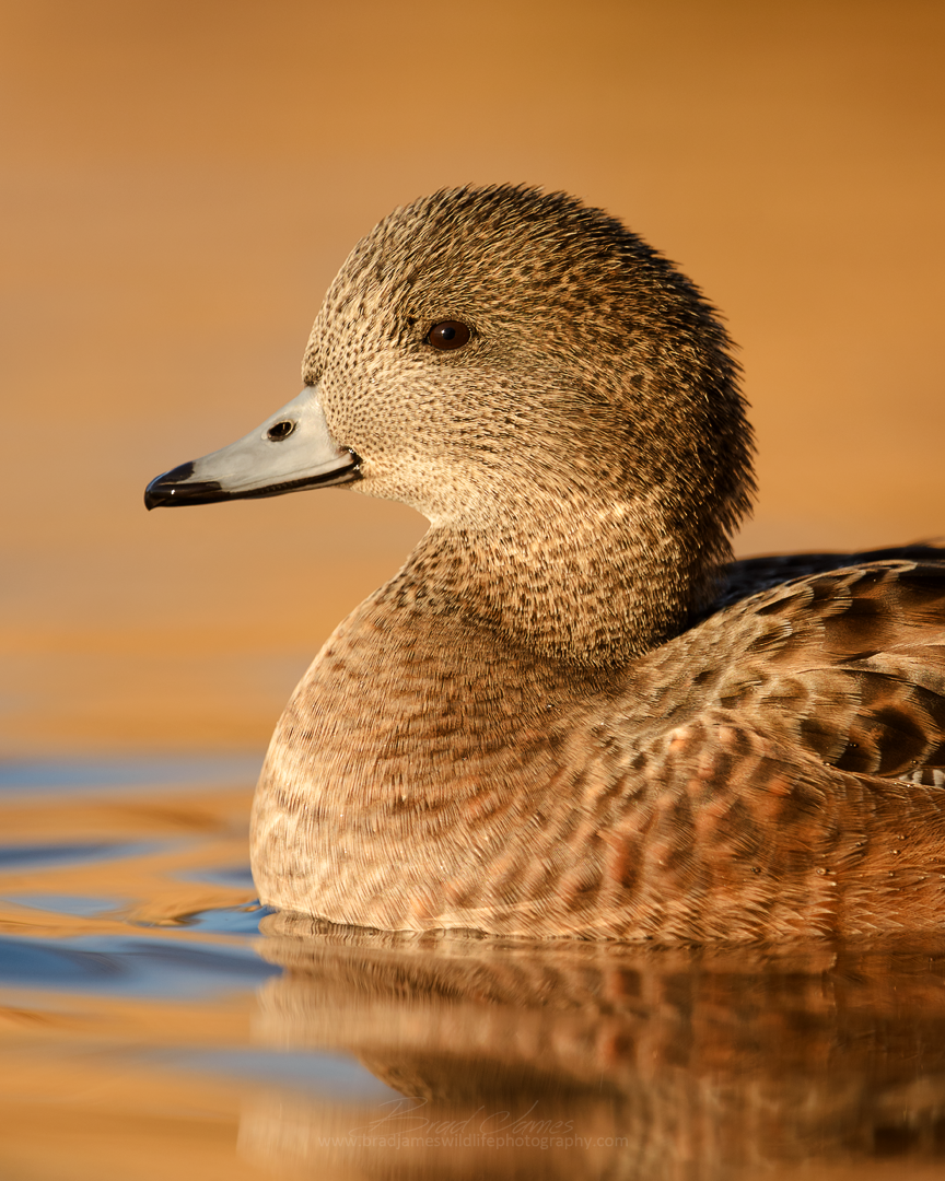 2017_EurasianWigeon_Nov_1a.png