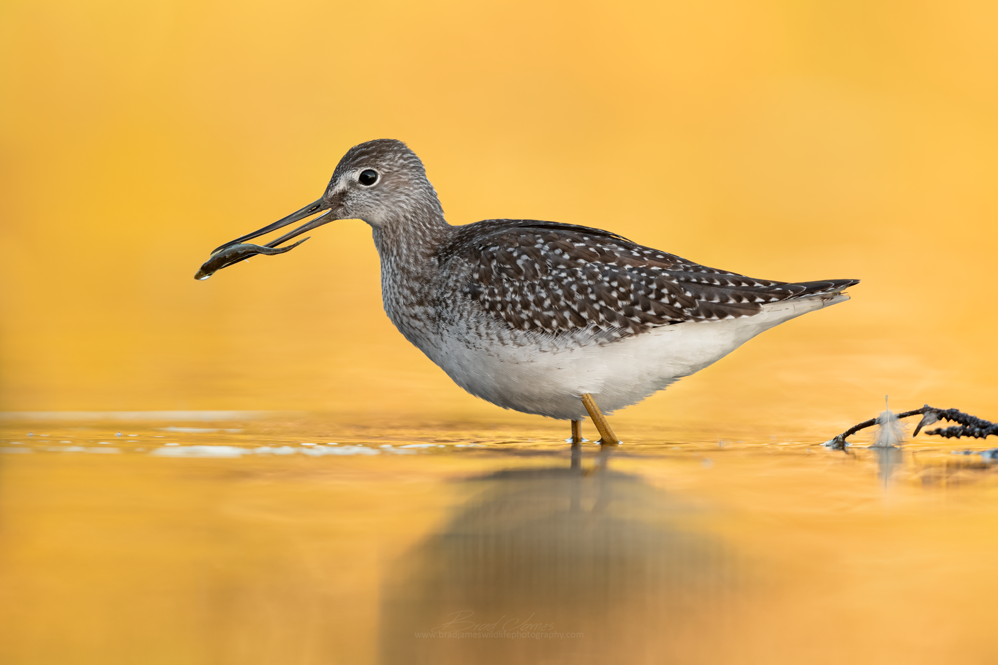 2018_YellowLegs_Sept_1_2048.png