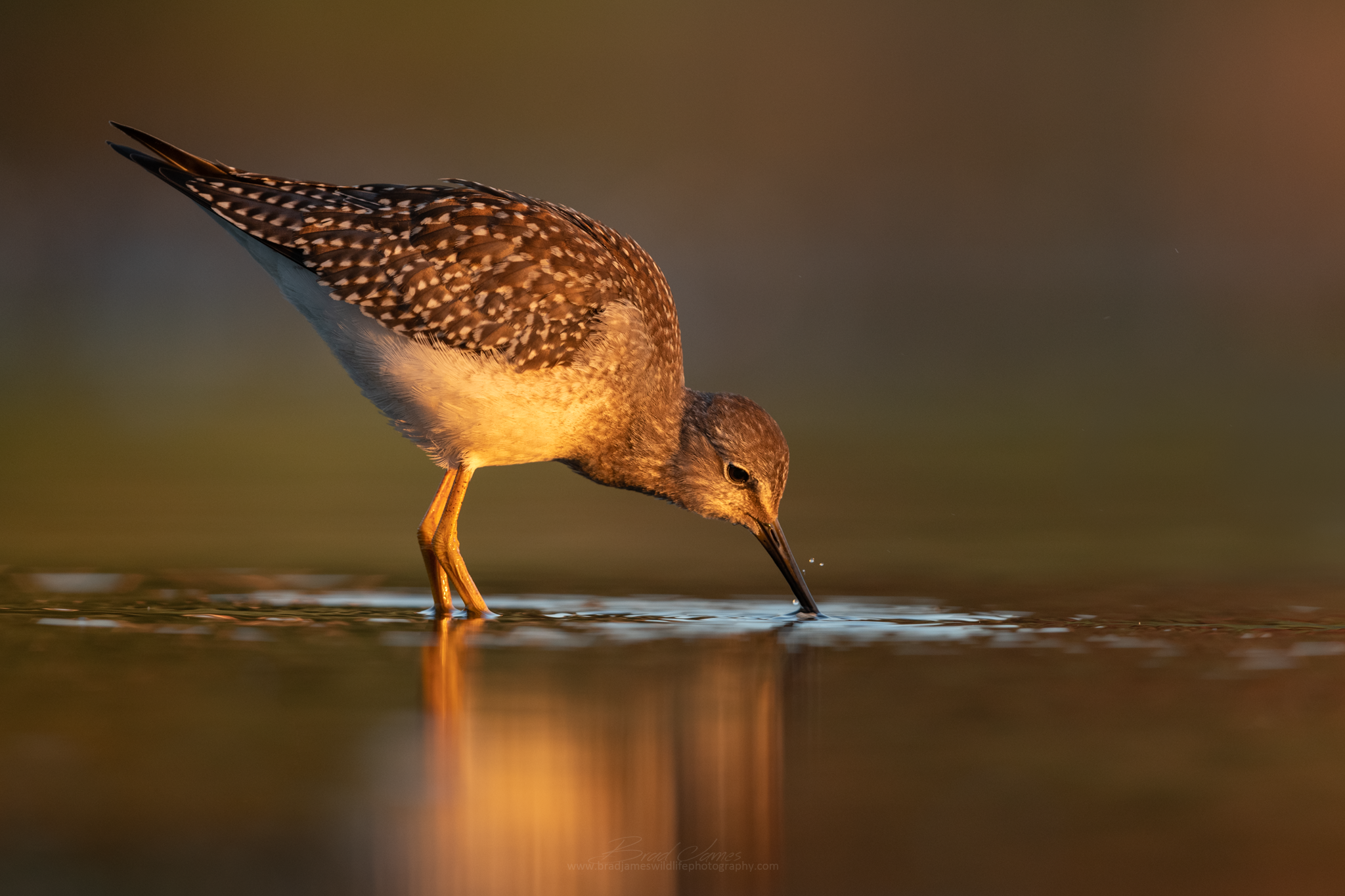 2018_LesserYellowLegs_Aug_3_2048.png