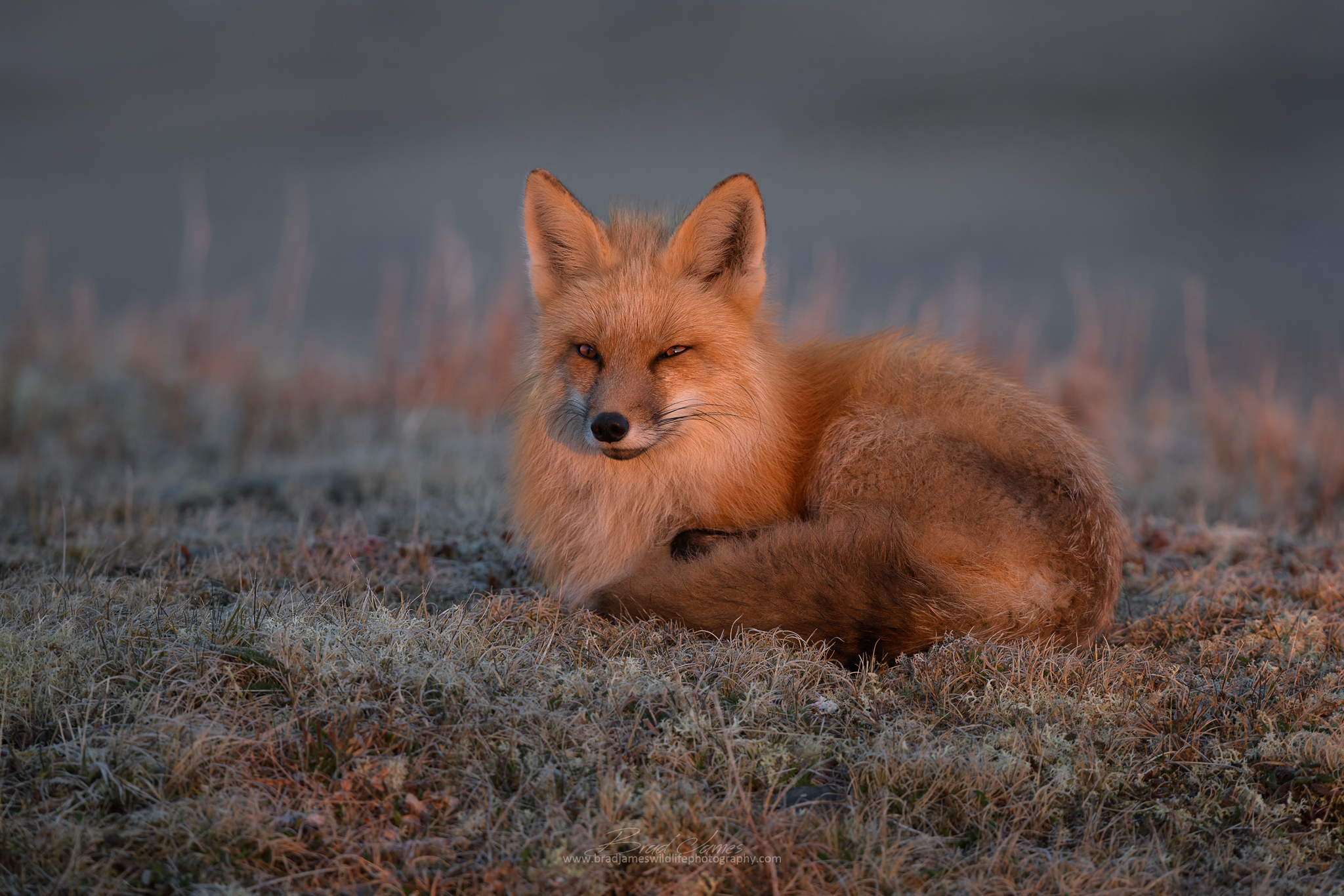 2018_Fox_May_8_2048.png