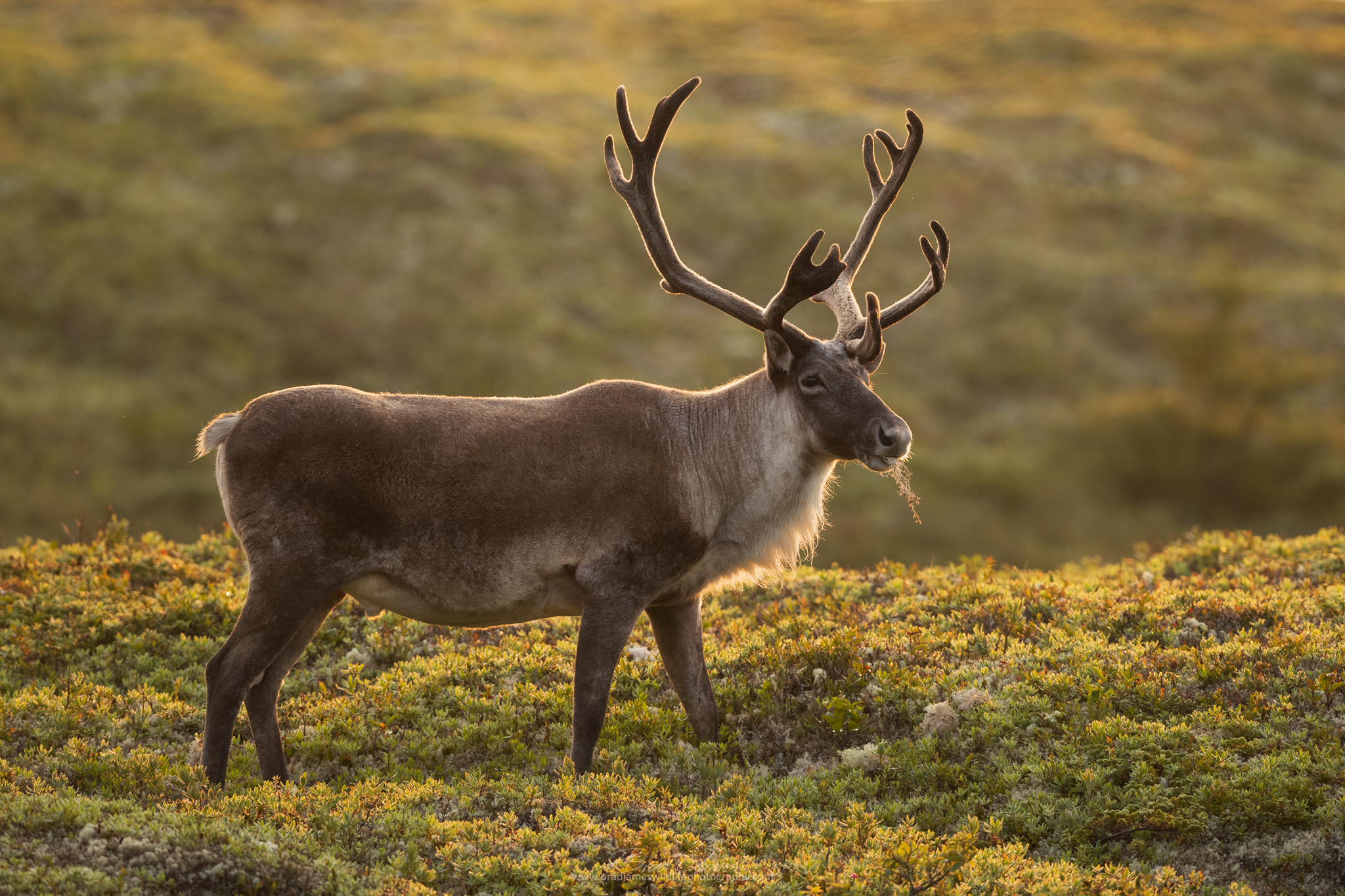 2018_Caribou_Aug_1_2048.png