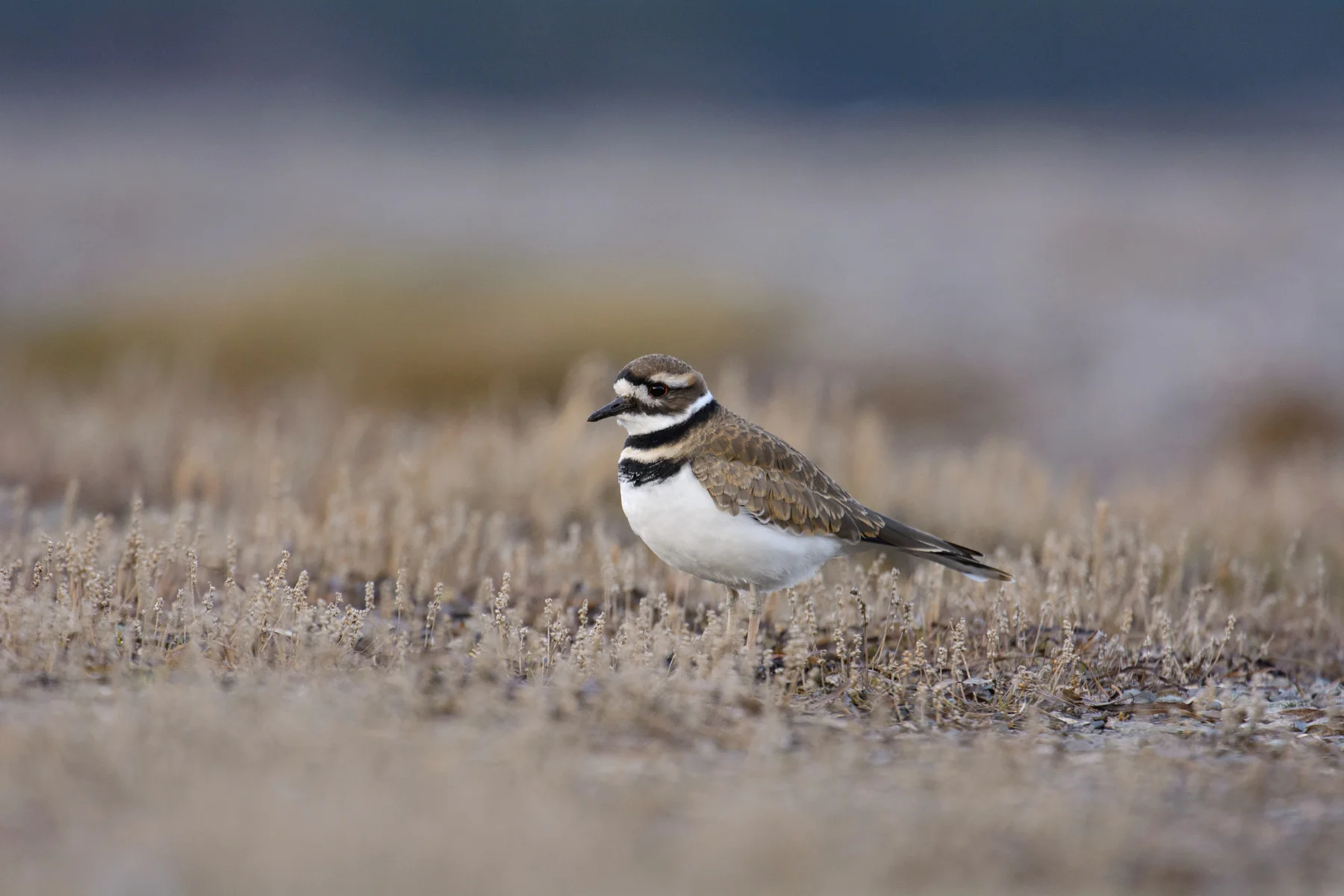 Killdeer1.jpg