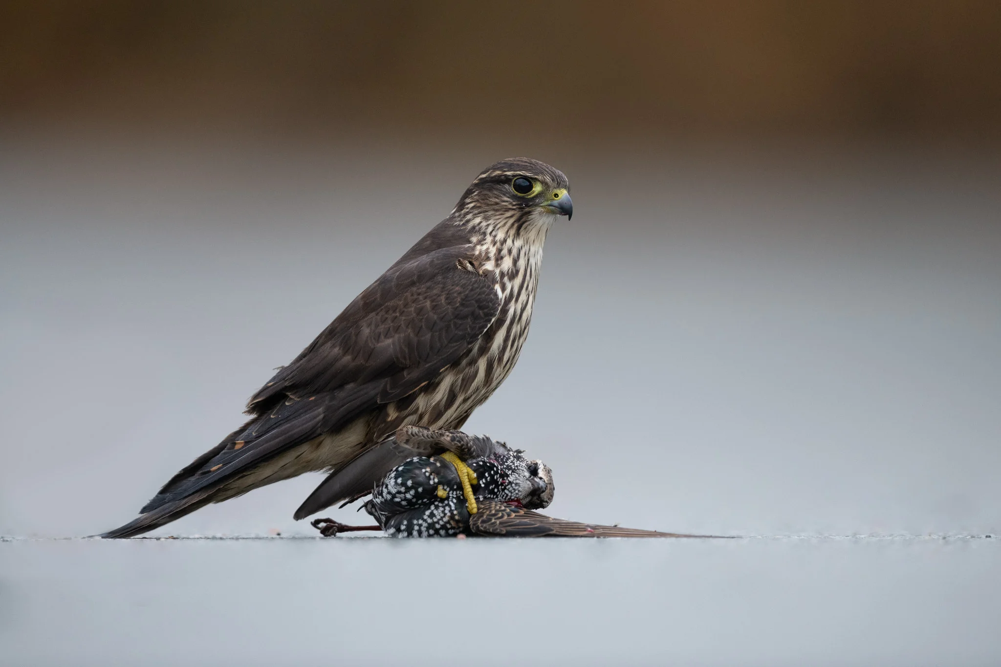 2018_Merlin_Nov_1_2048.jpg