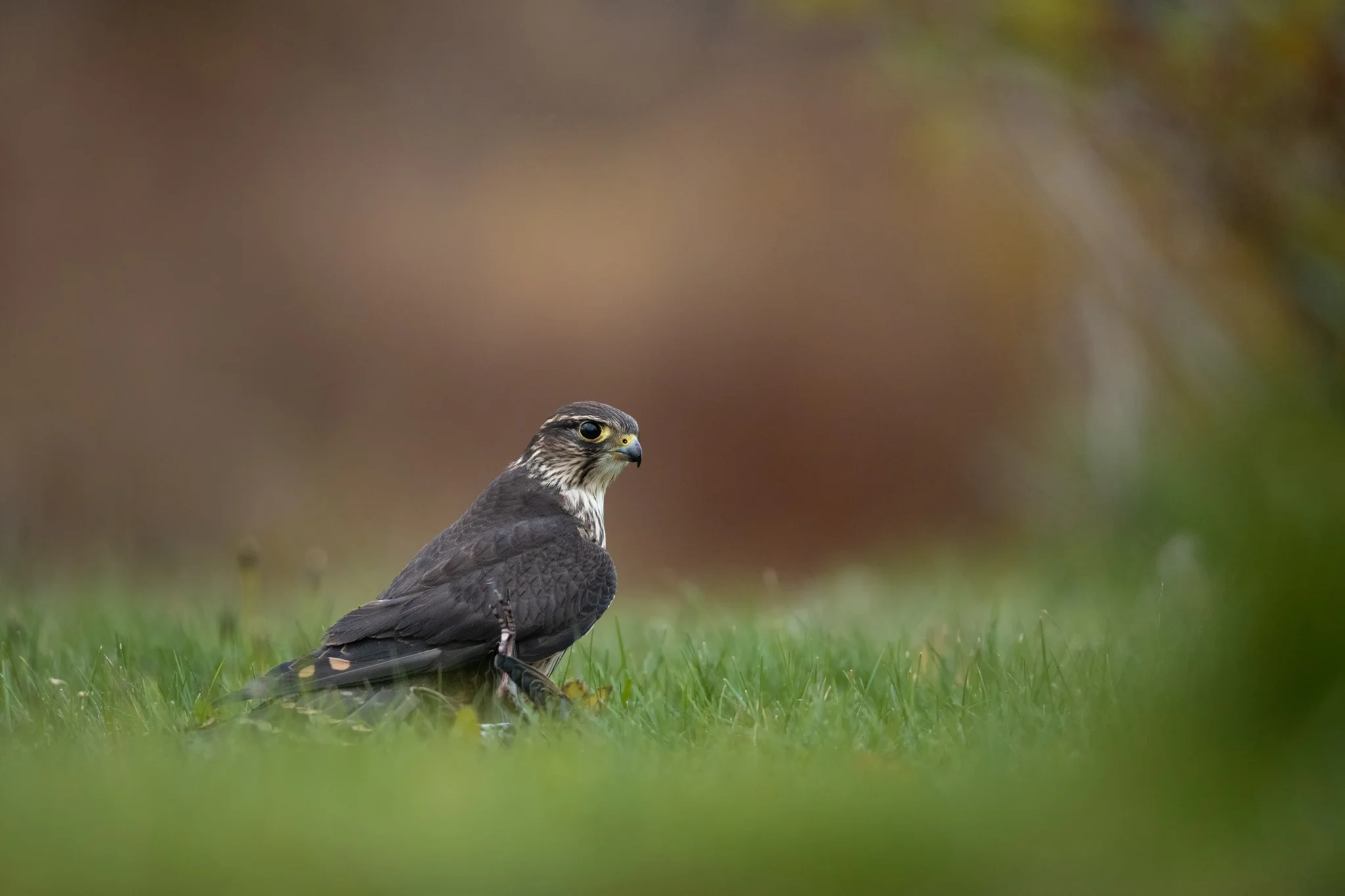 2018_Merlin_Nov_2_2048.jpg