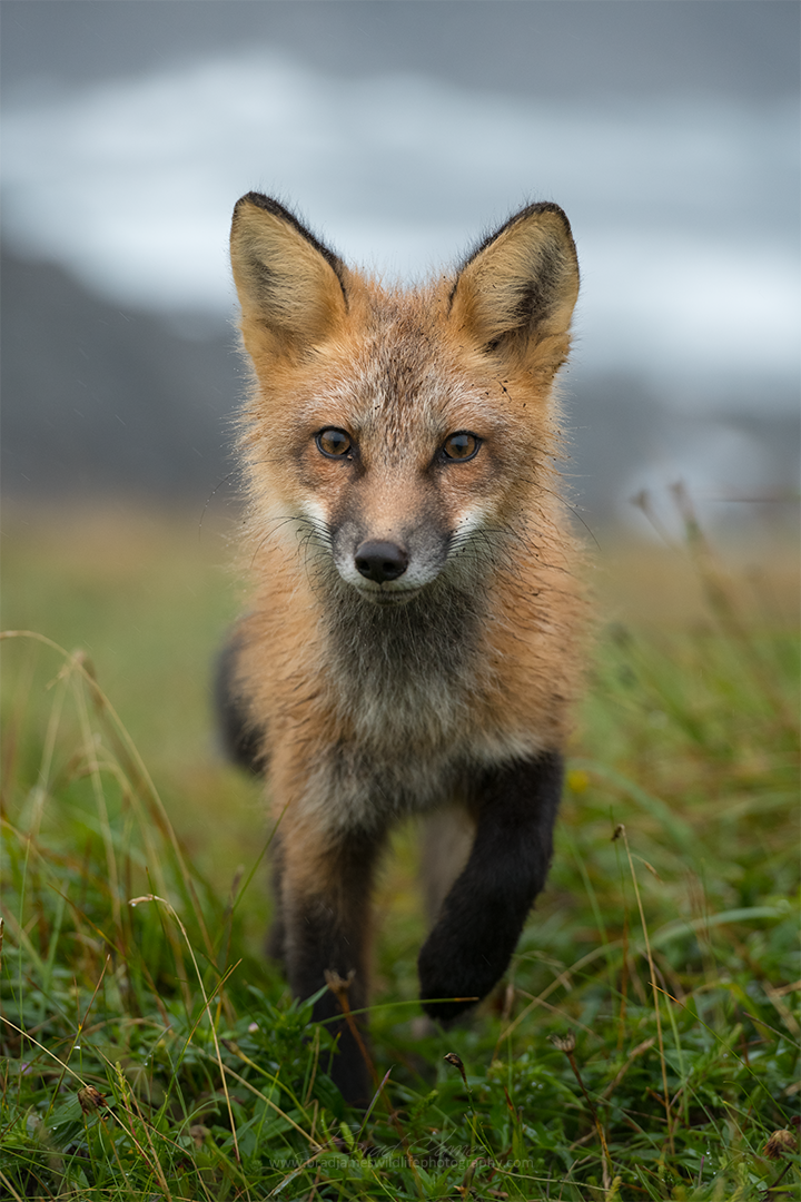 2018_Fox_Aug_3.png