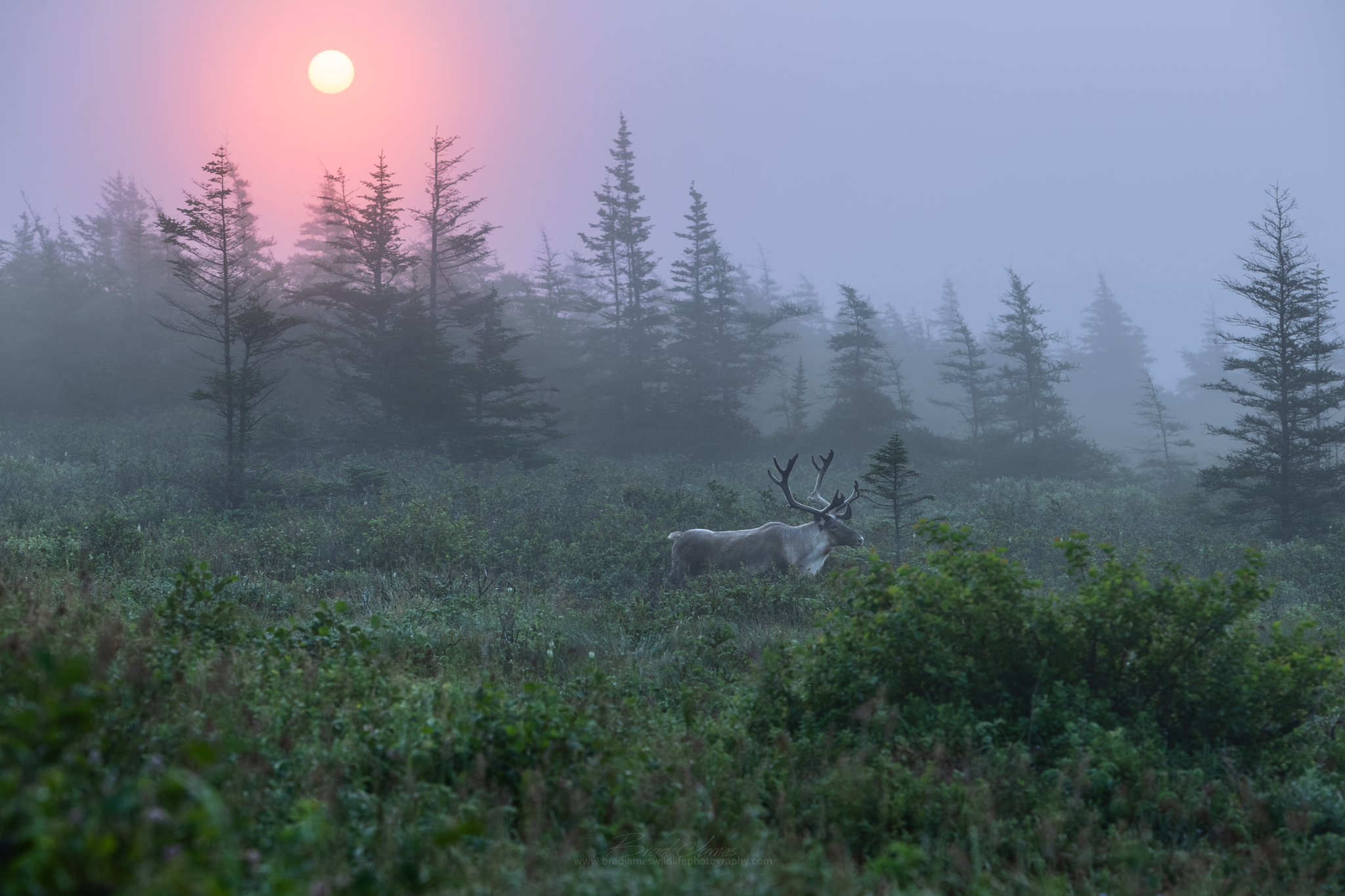 2018_Caribou_Aug_2_2048.png