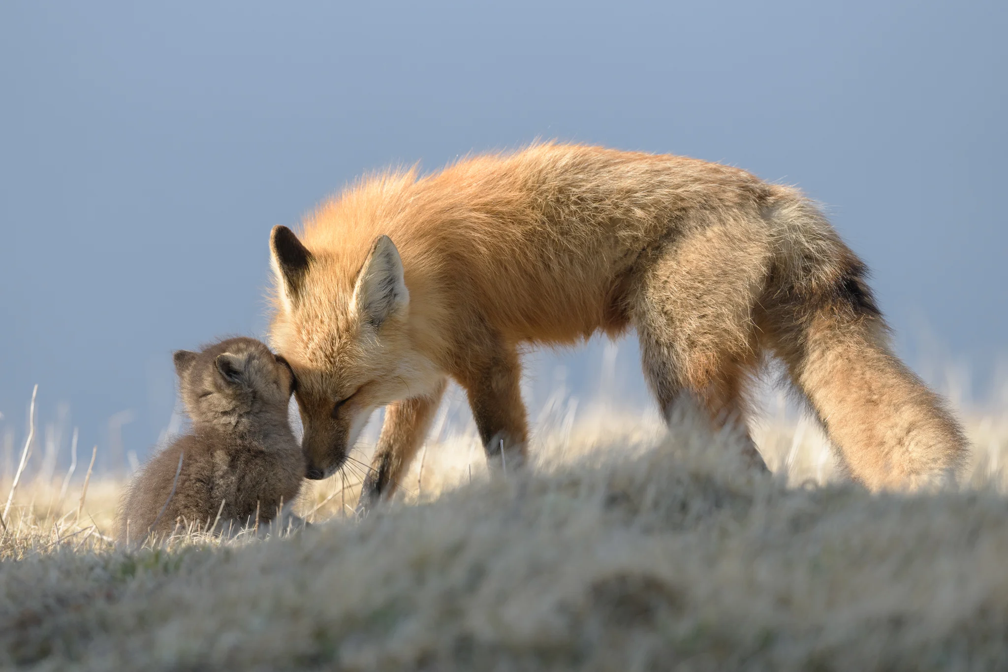 2018_Fox_May_14.jpg