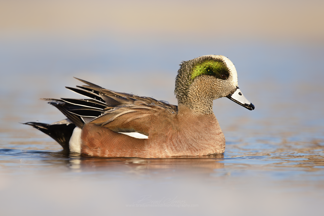 2018_AmericanWigeon_Feb_2a.png