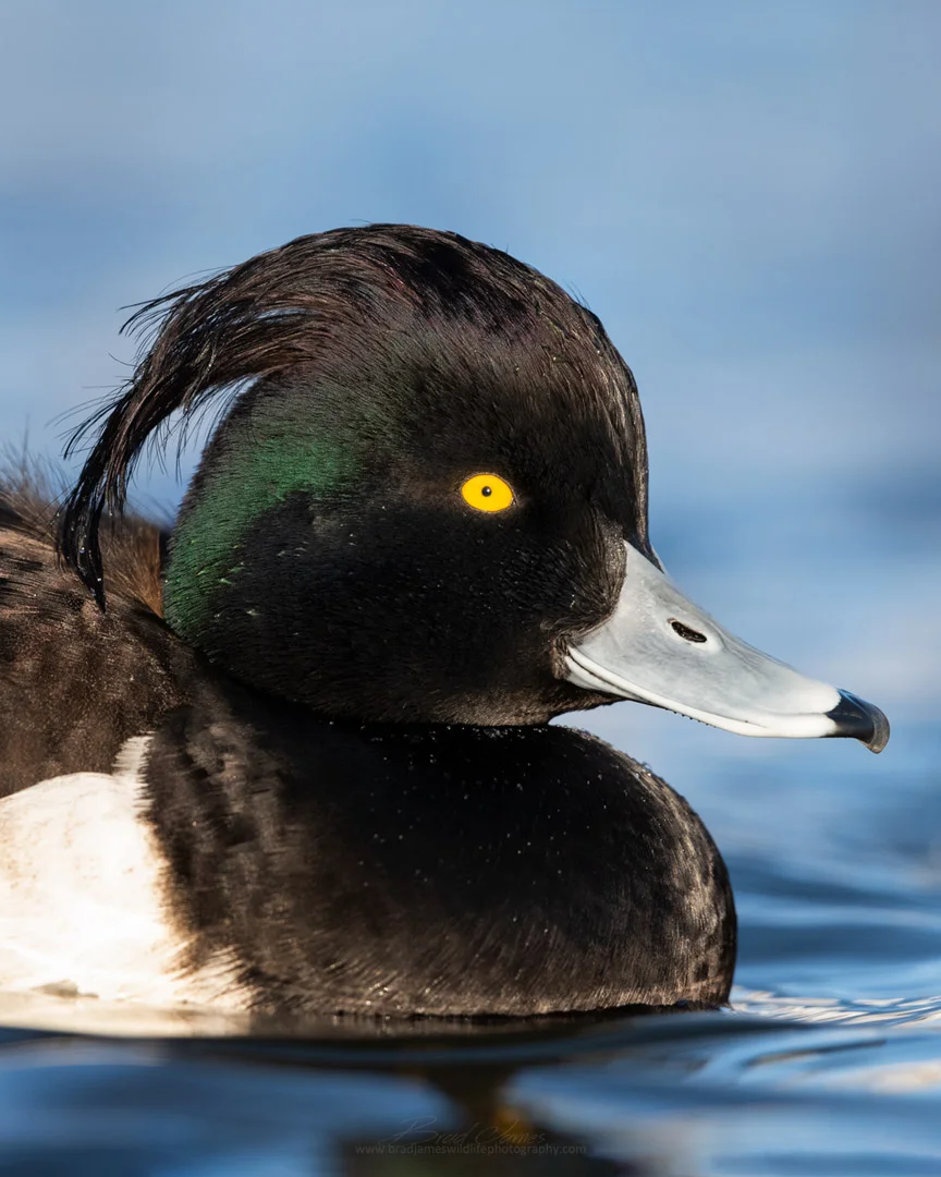 2019_TuftedDuck_Jan_3_1080.jpg