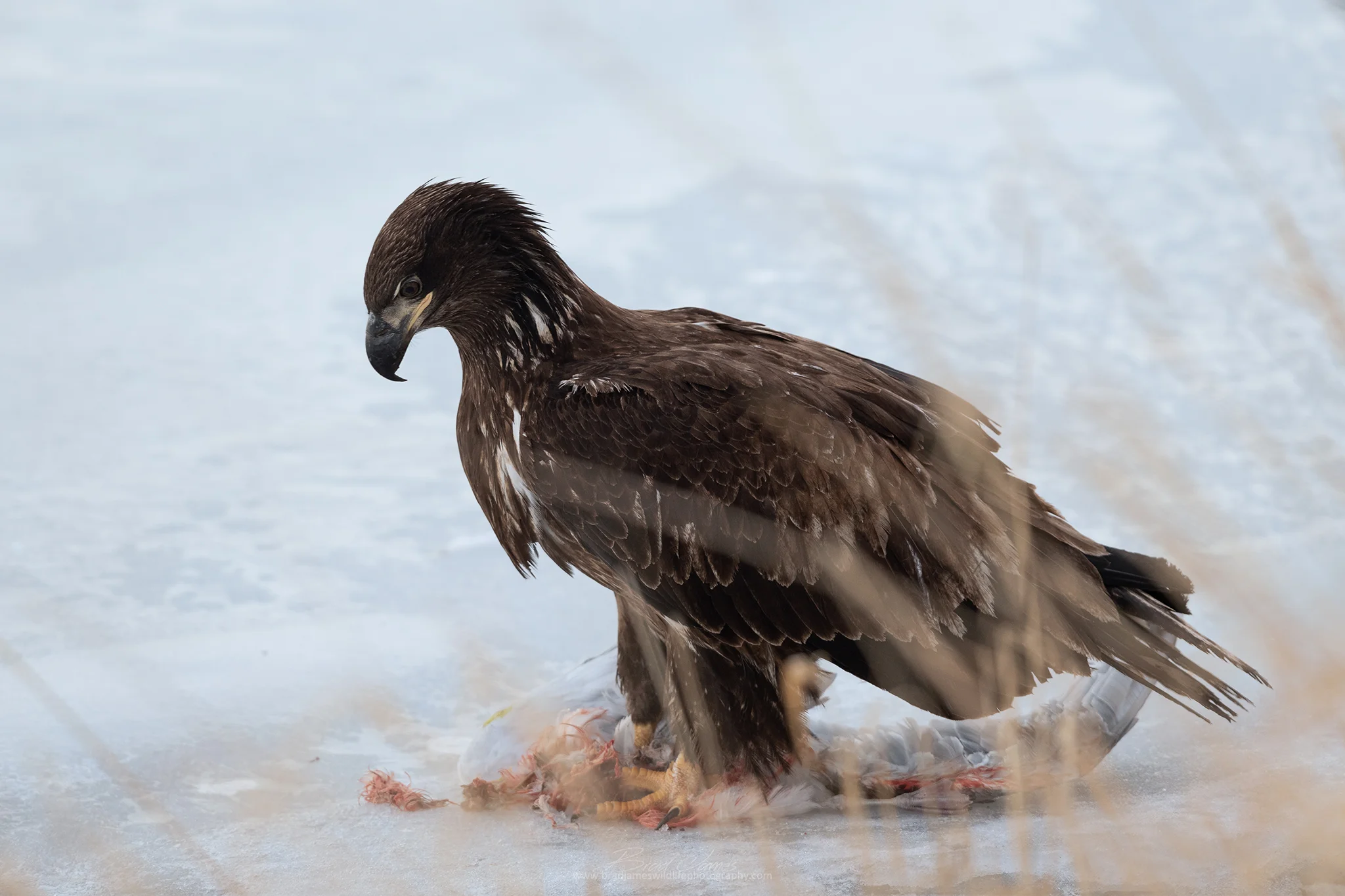 DSC_6429-1.jpg