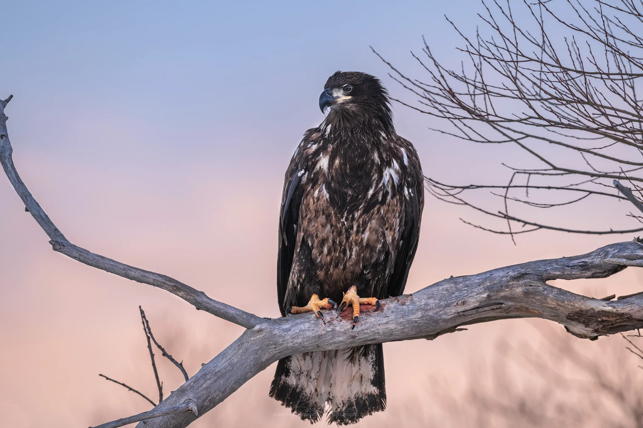2019_Eagle_Jan_1_2048.jpg
