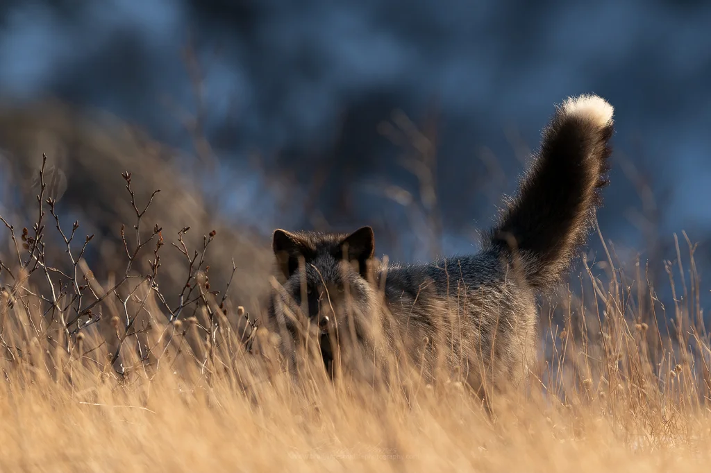 2019_SilverFox_Jan_8Web.jpg