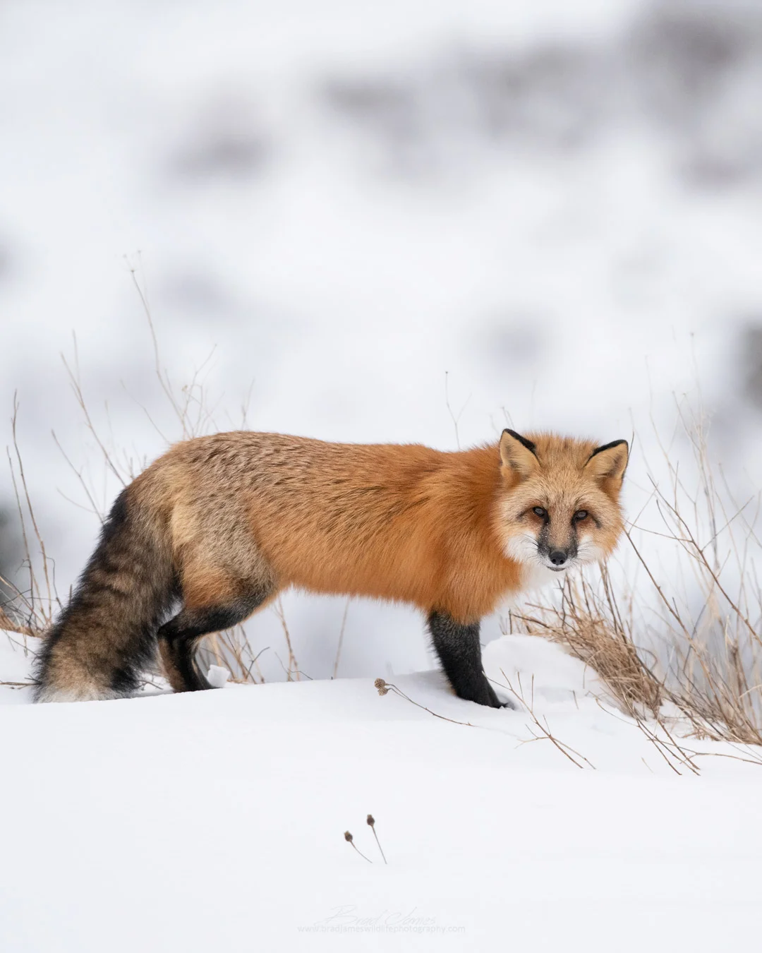 2019_Fox_Jan_2.jpg