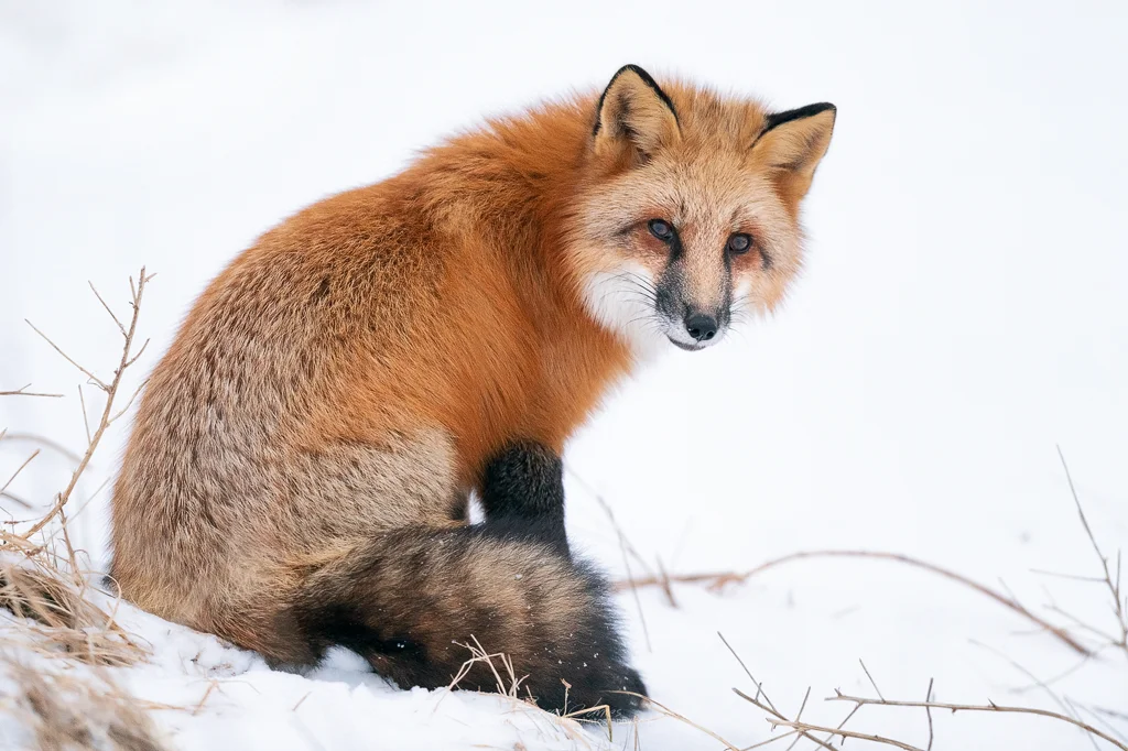 2019_Fox_Jan_3Web.jpg