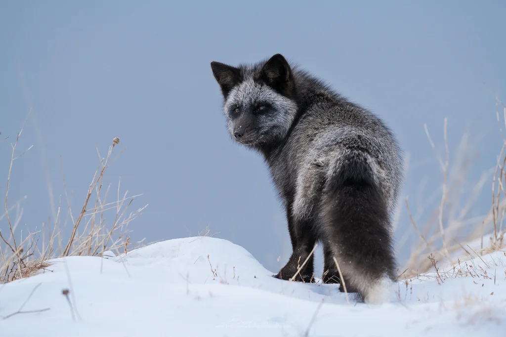 2019_SilverFox_Jan_9Web.jpg