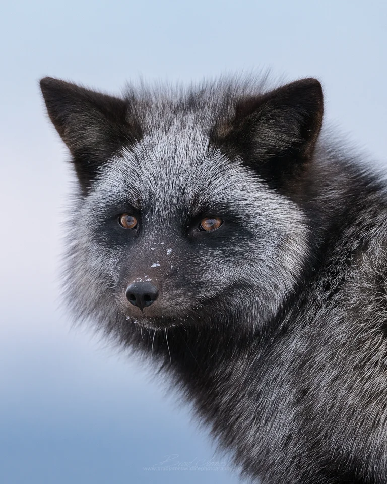 The Friendly Fox...