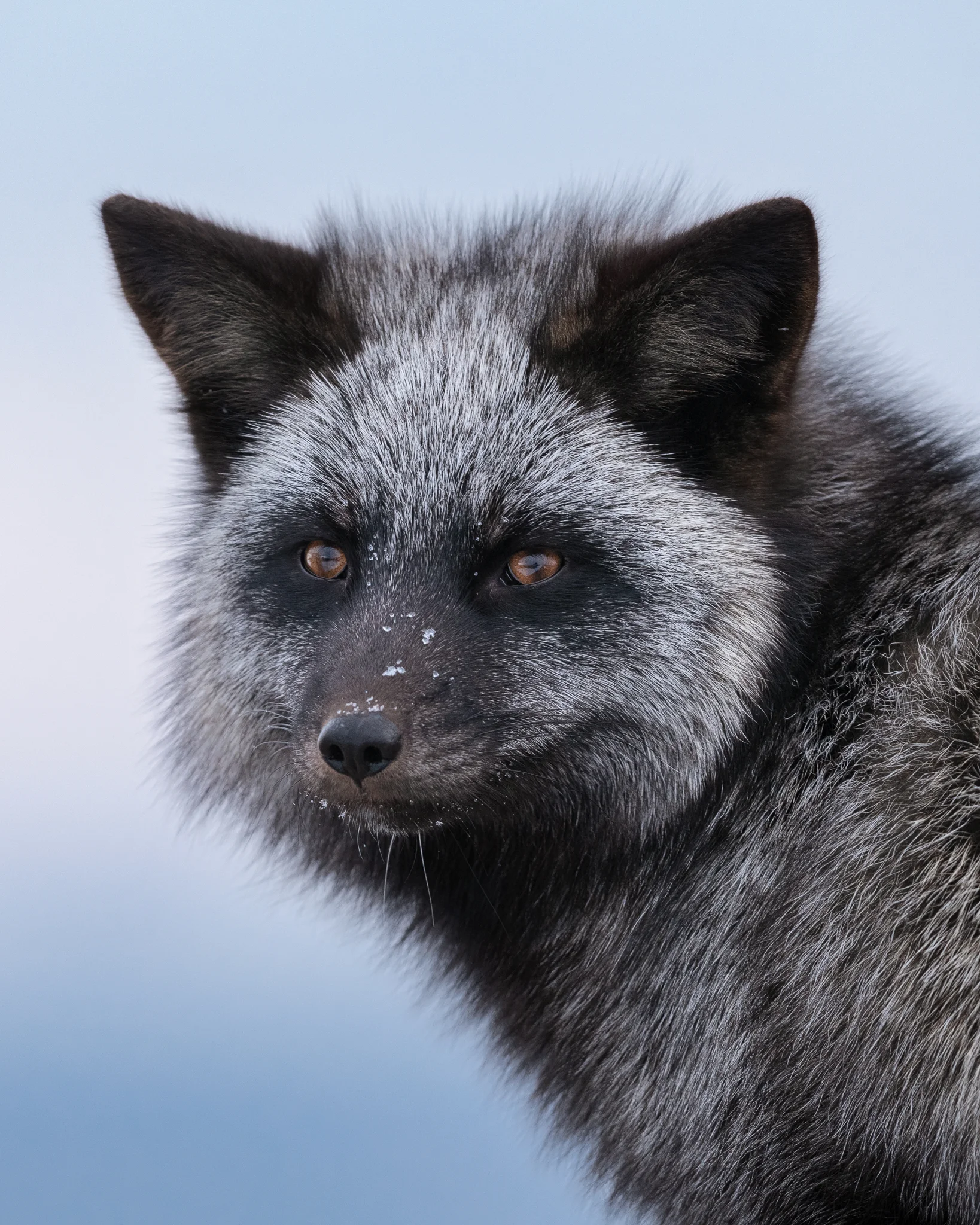 2019_SilverFox_Jan_6Website.jpg