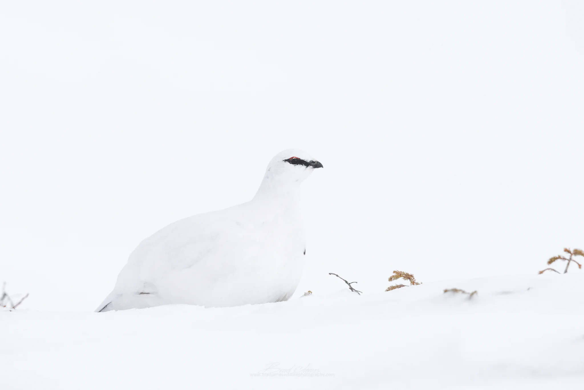 2019_RockPtarmigan_Feb_1_2048.jpg