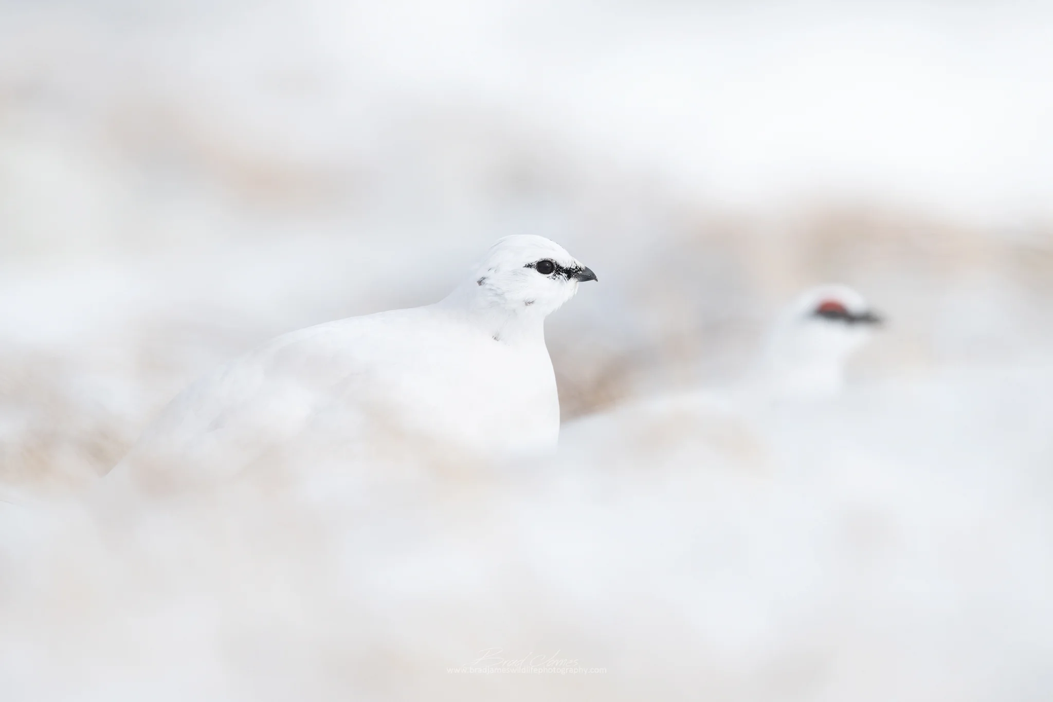 2019_RockPtarmigan_Feb_2_2048.jpg