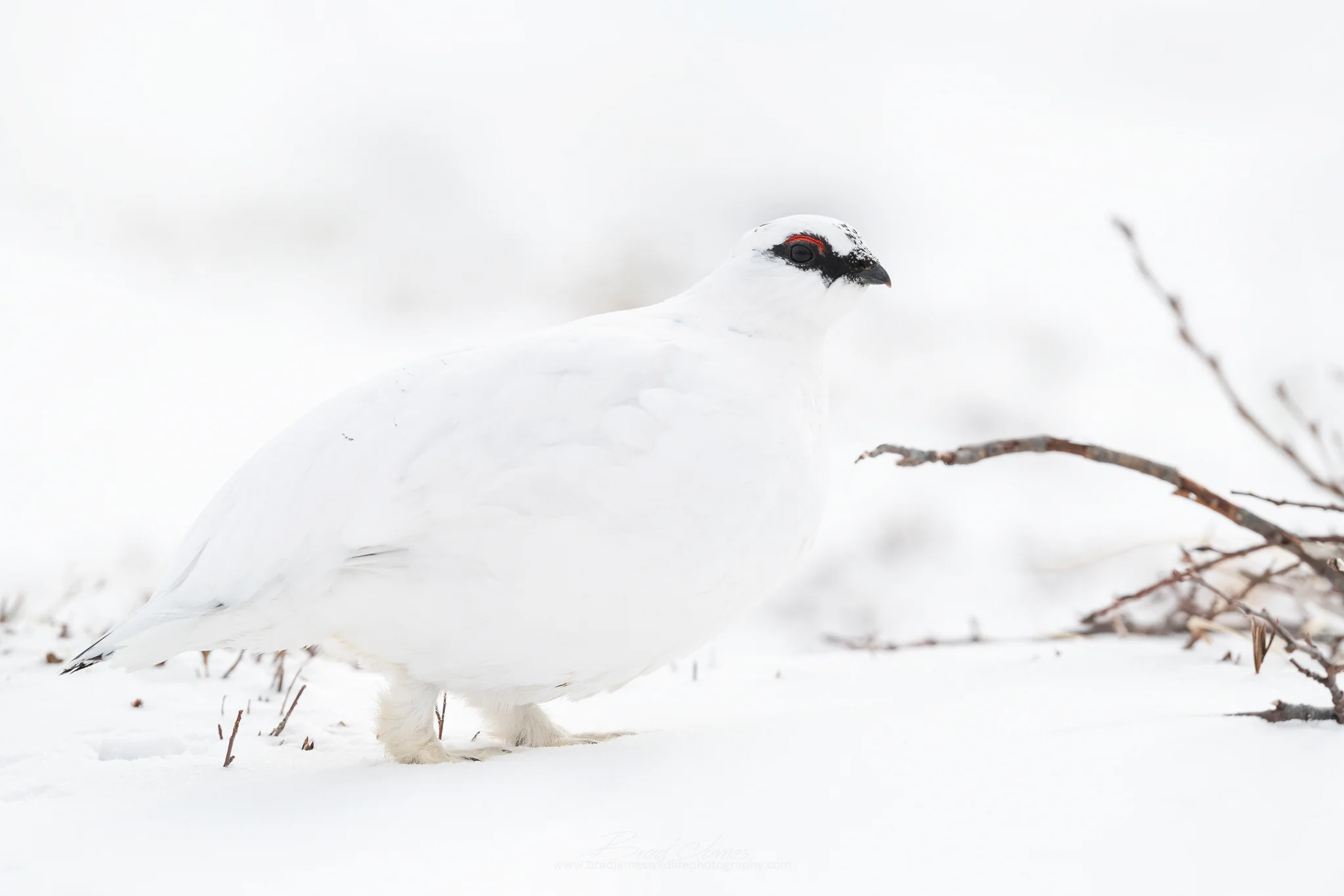 2019_RockPtarmigan_Feb_3_2048.jpg