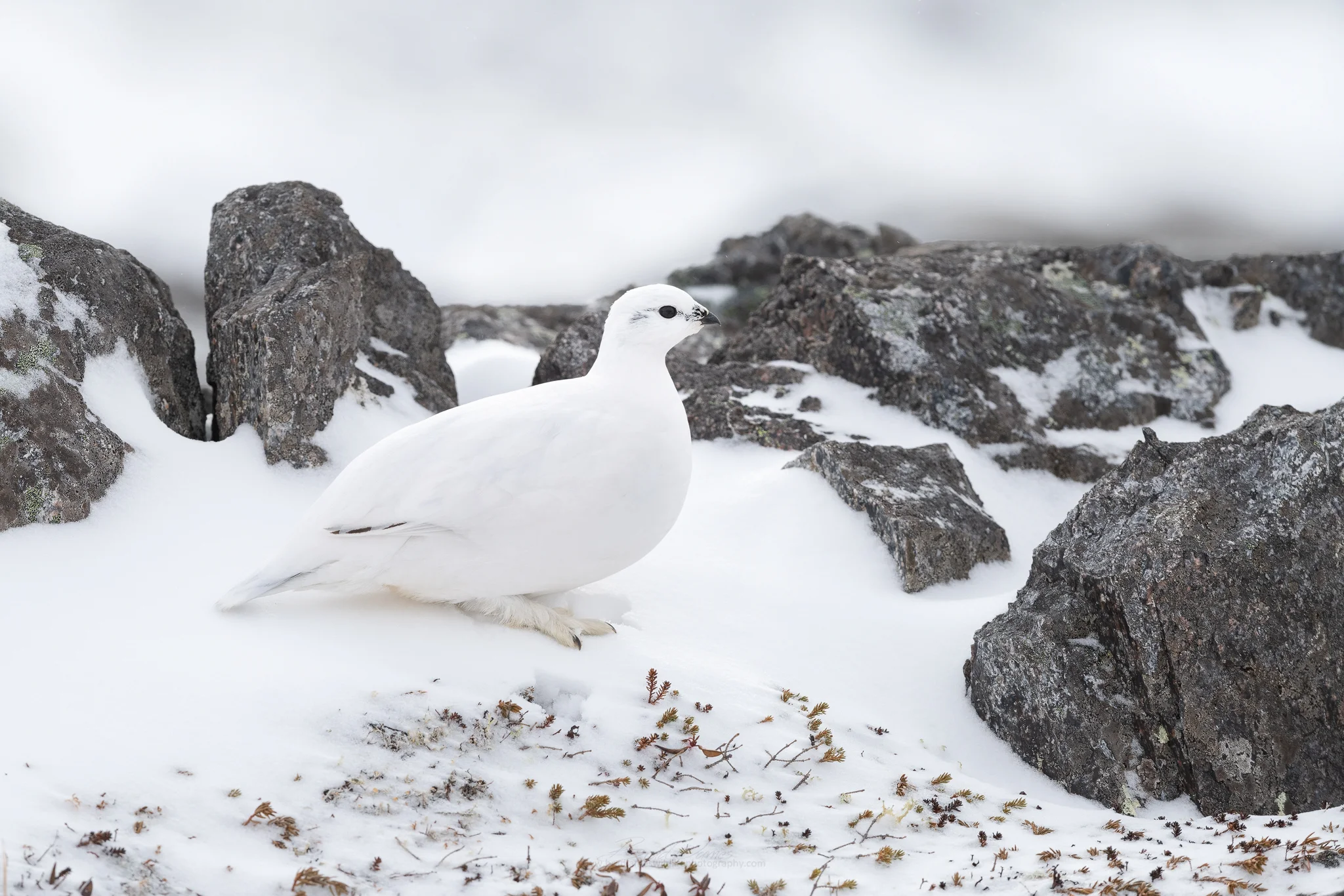 2019_RockPtarmigan_Feb_4_2048.jpg