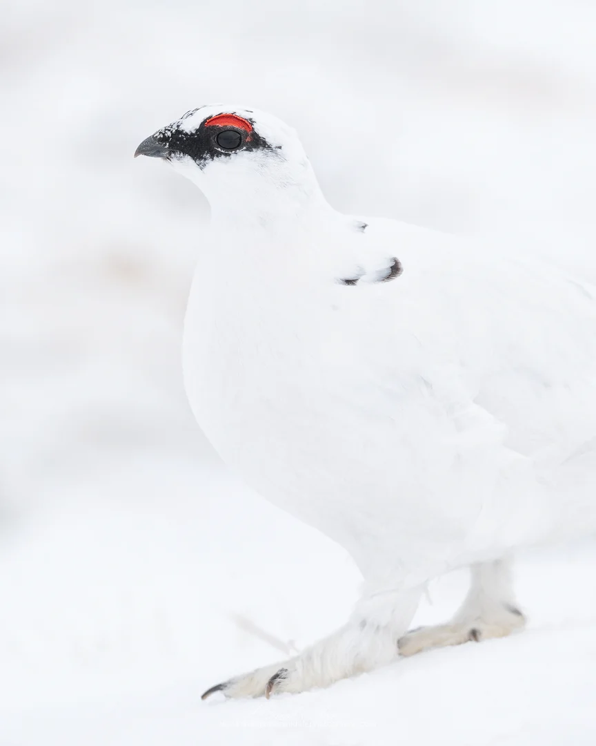 2019_RockPtarmigan_Feb_5.jpg