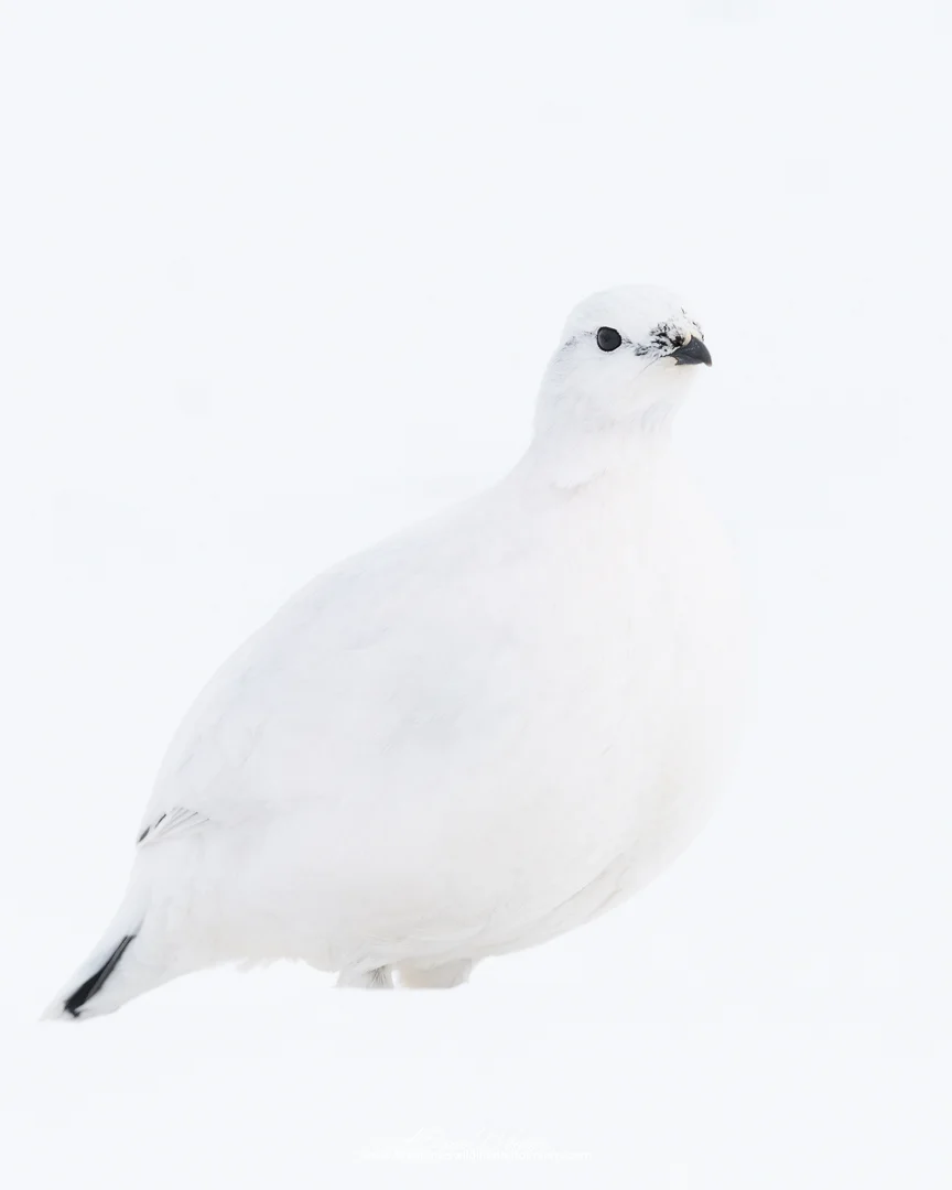 2019_RockPtarmigan_Feb_6.jpg