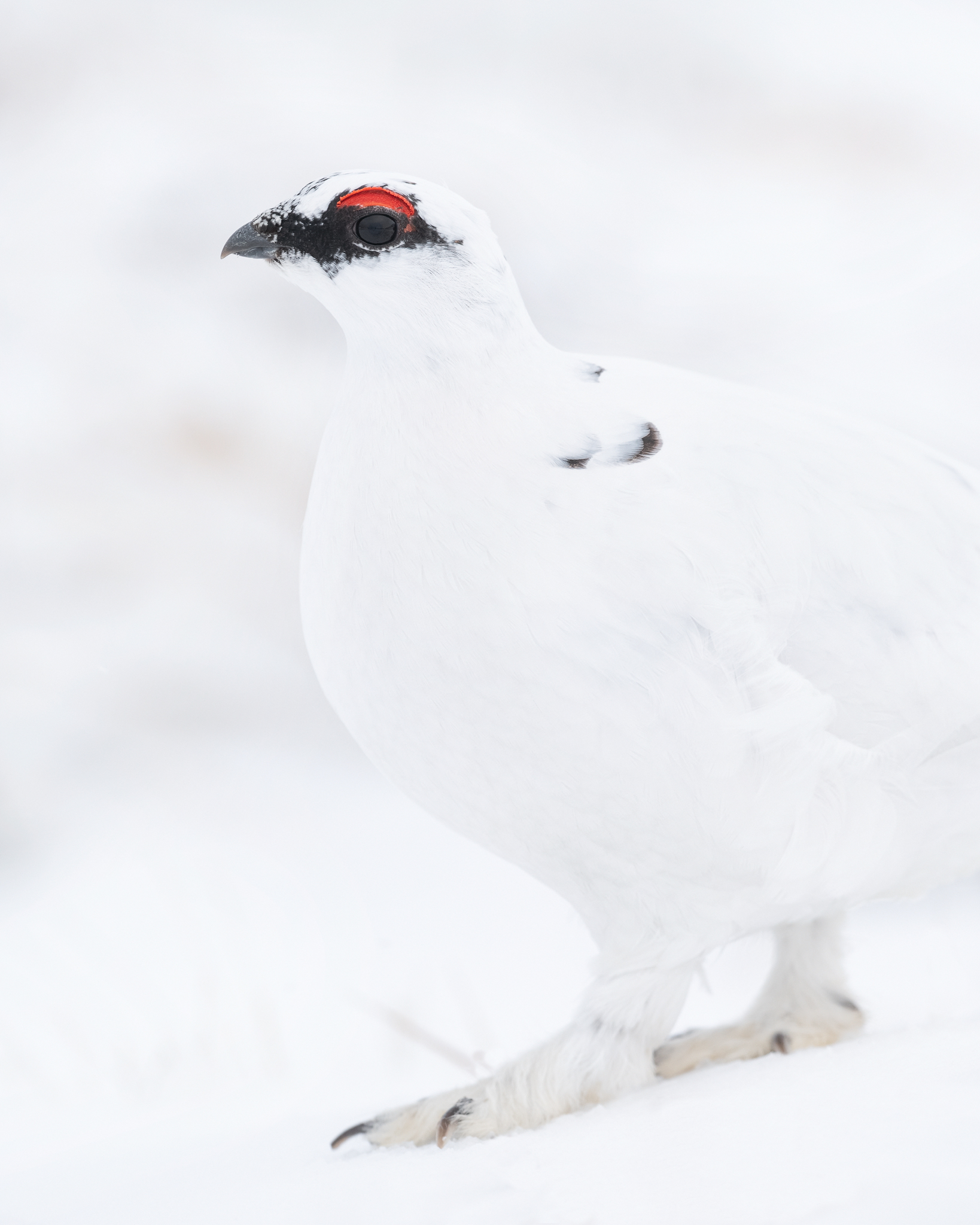 2019_RockPtarmigan_Feb_5WS.jpg