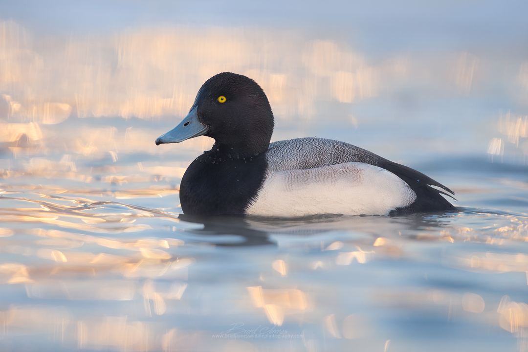 2017_GreaterScaup_Jan_1a.png