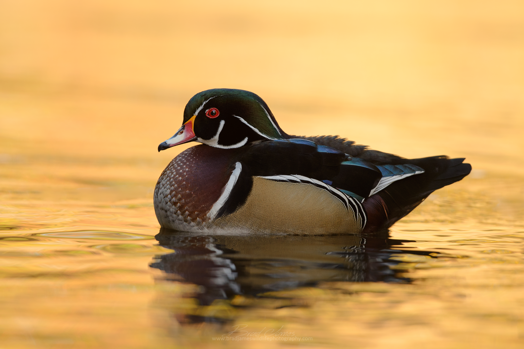 2017_WoodDuck_Oct_4.png