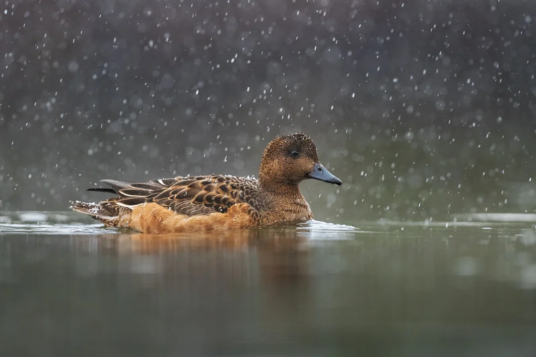 2018_EurasianWigeon_Dec_1.jpg
