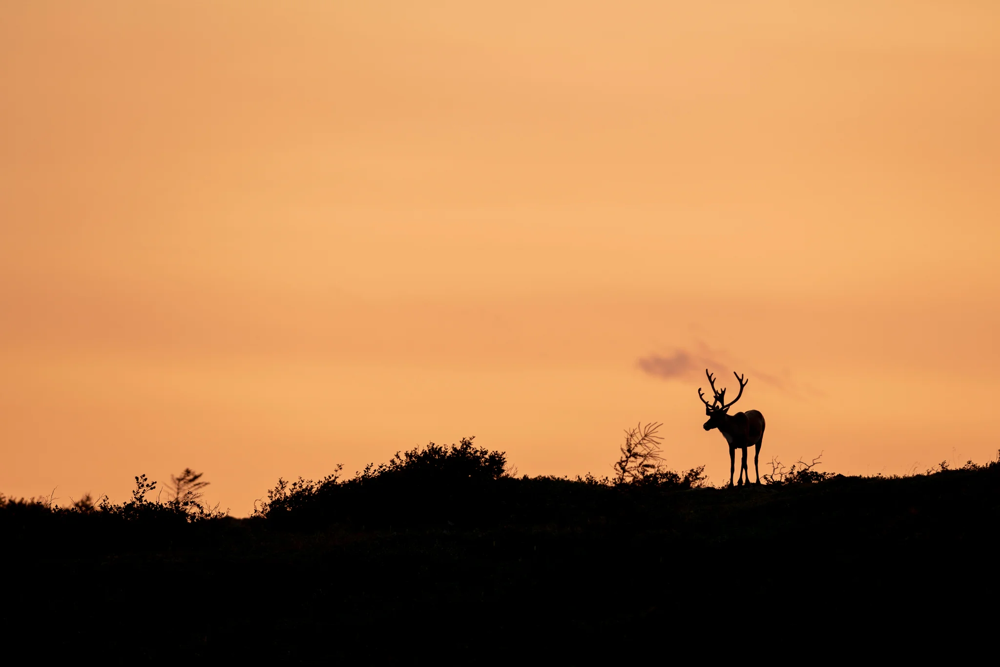 2018_Caribou_Aug_23.jpg