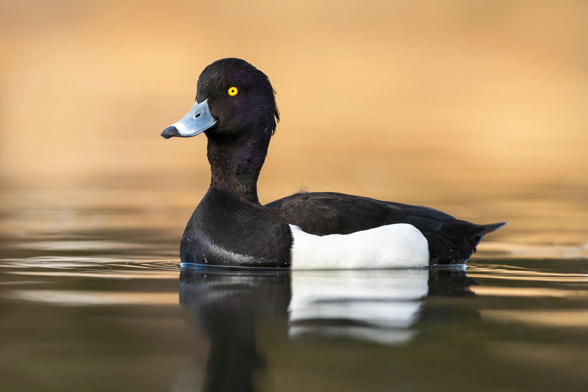 2019_TuftedDuck_March_2WS.jpg