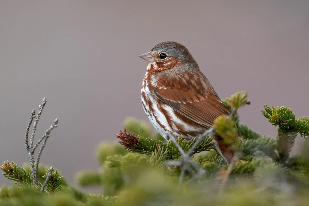 2019_FoxSparrow_April_1.jpg