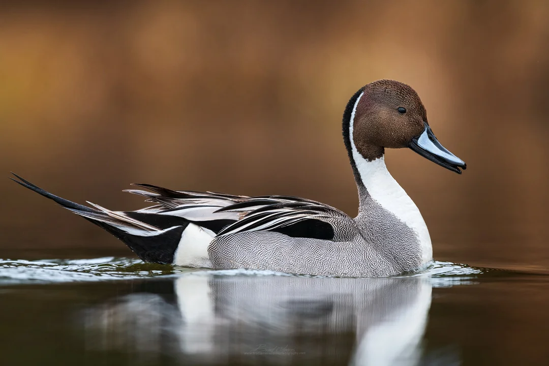 2019_NorthernPintail_April_3.jpg