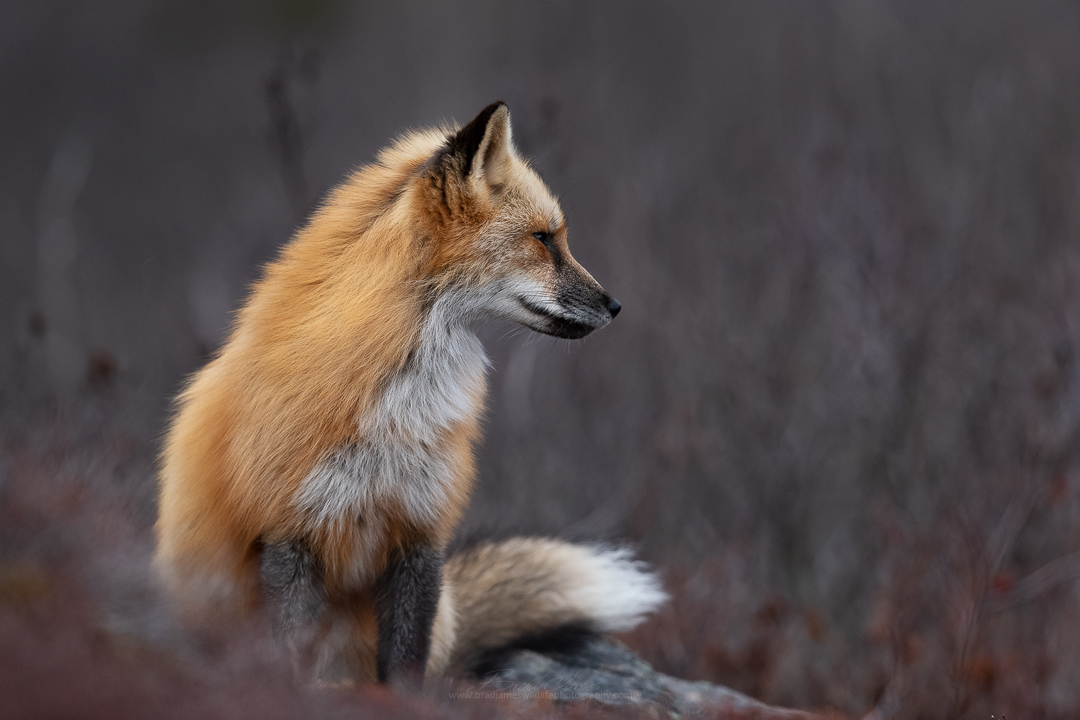 2019_Fox_April_3.jpg