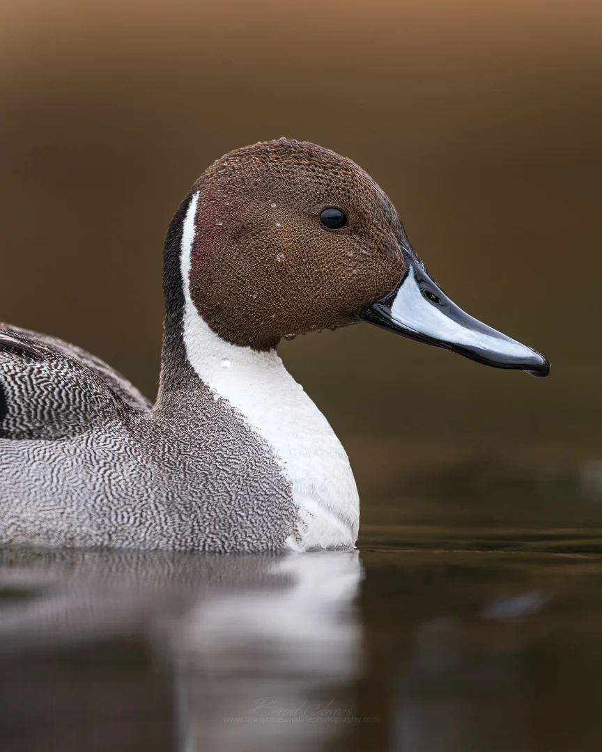 2019_NorthernPintail_April_4.jpg