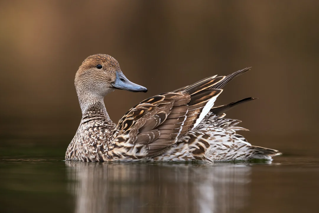 2019_NorthernPintail_April_6.jpg