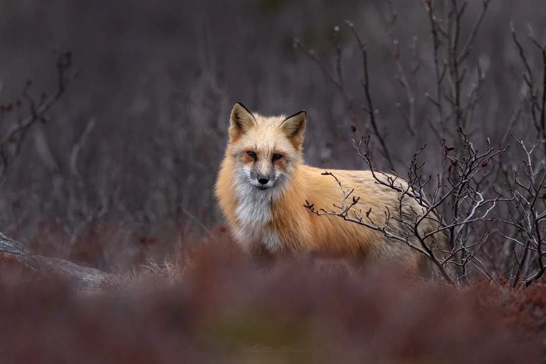 A Foxy Morning...