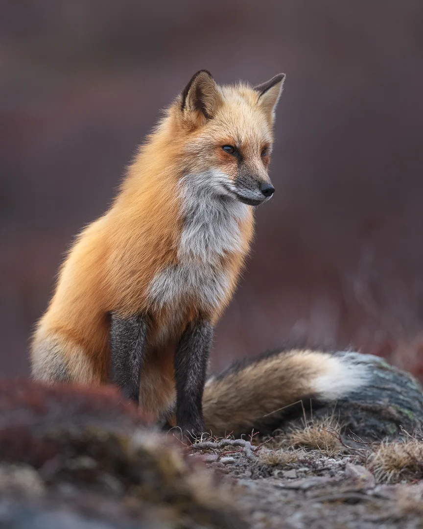 2019_Fox_April_1WS.jpg
