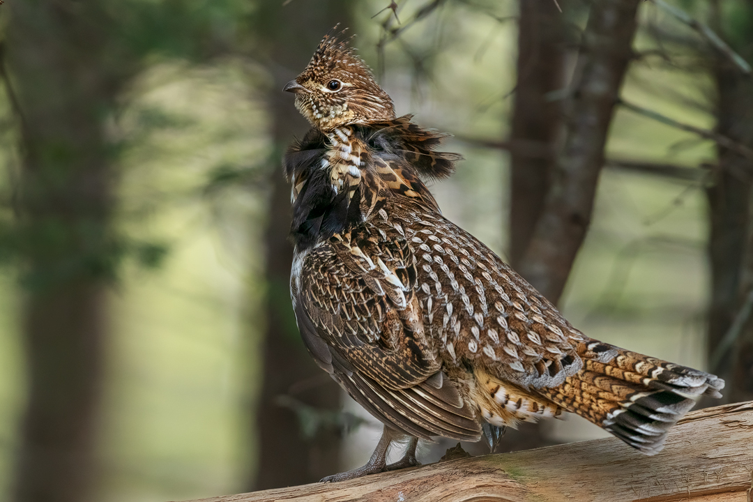 2019_RuffedGrouse_May_02.jpg